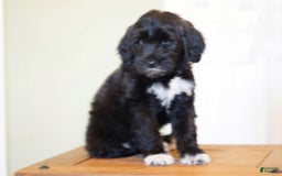 Portuguese Water Dog dogs for sale: Boots - Image 15