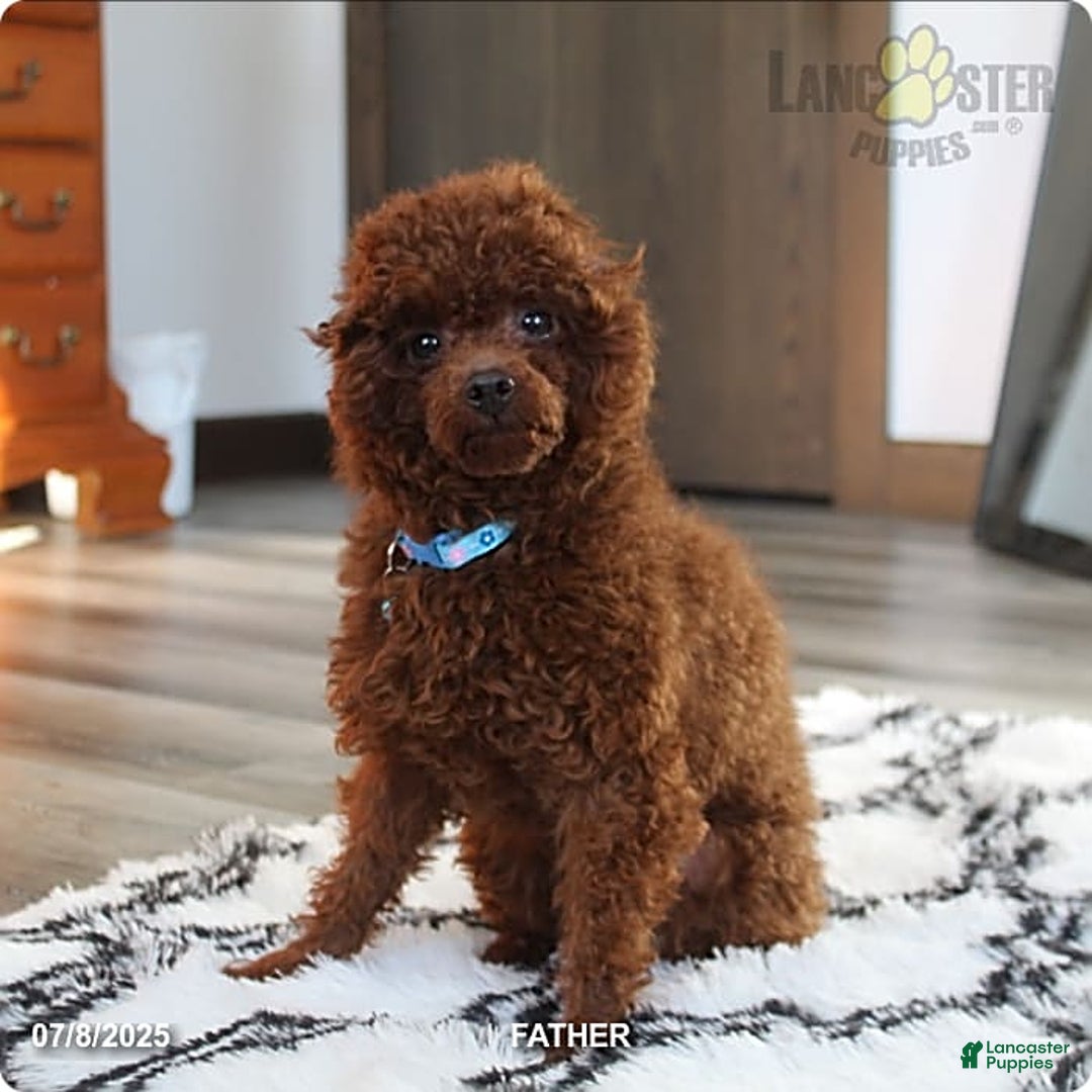 Cavapoo dogs for sale: Mason - Image 11