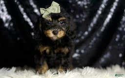 Miniature Poodle dogs for sale: Ozzy - Image 2