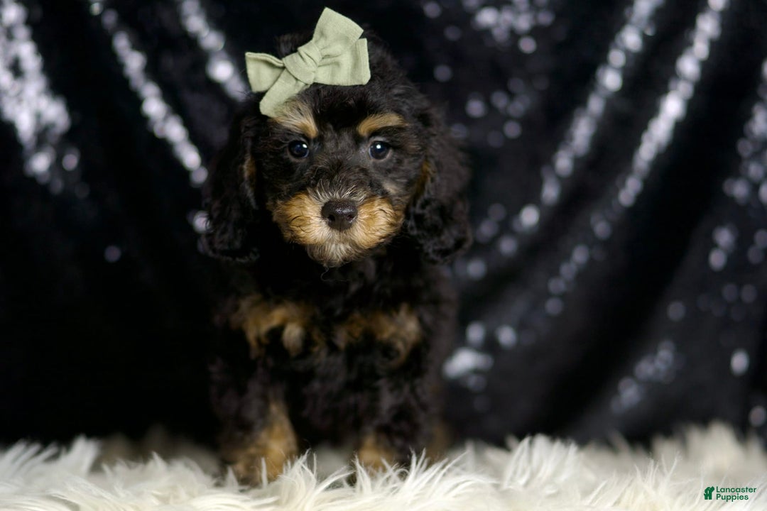 Miniature Poodle dogs for sale: Ozzy - Image 2