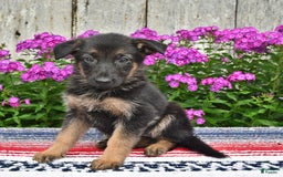 German Shepherd dogs for sale: Crystal - Image 5