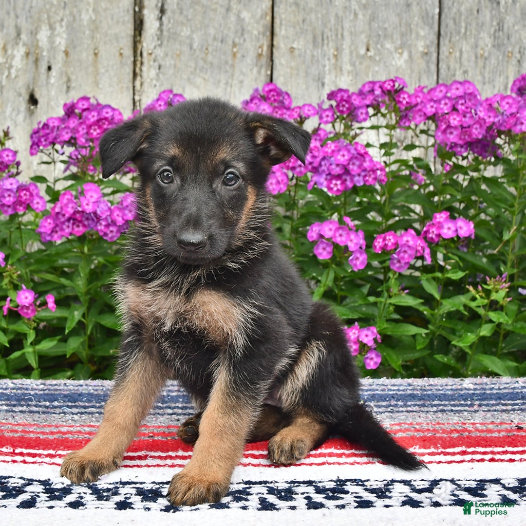German Shepherd dogs for sale: Crystal - Image 5