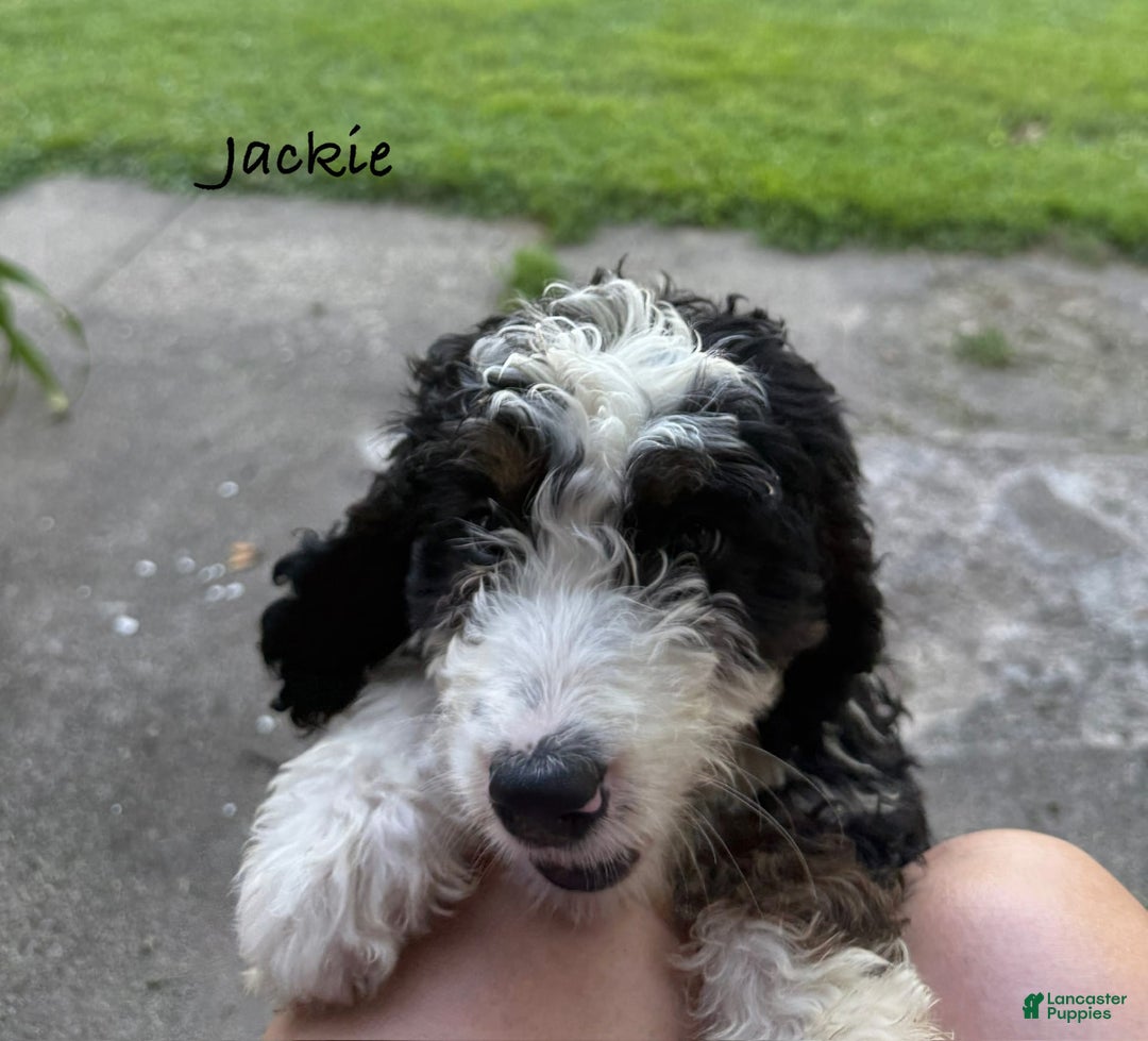 Bernedoodle dogs for sale: Jackie 77805 - Image 2