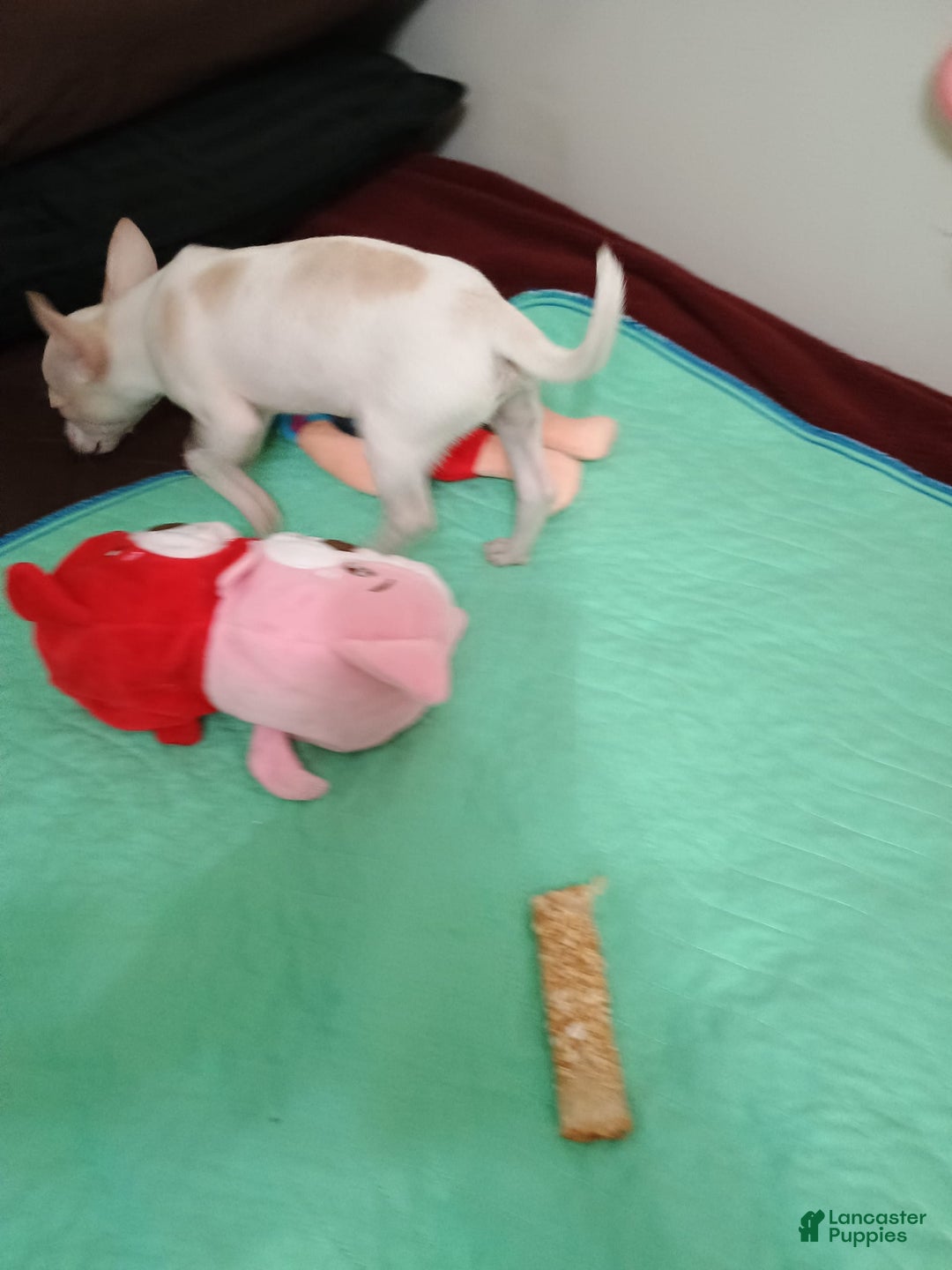 Chihuahua dogs for sale: Butters. Toy - Image 8