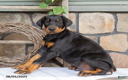 Doberman Pinscher dogs for sale: Ranger - Image 2