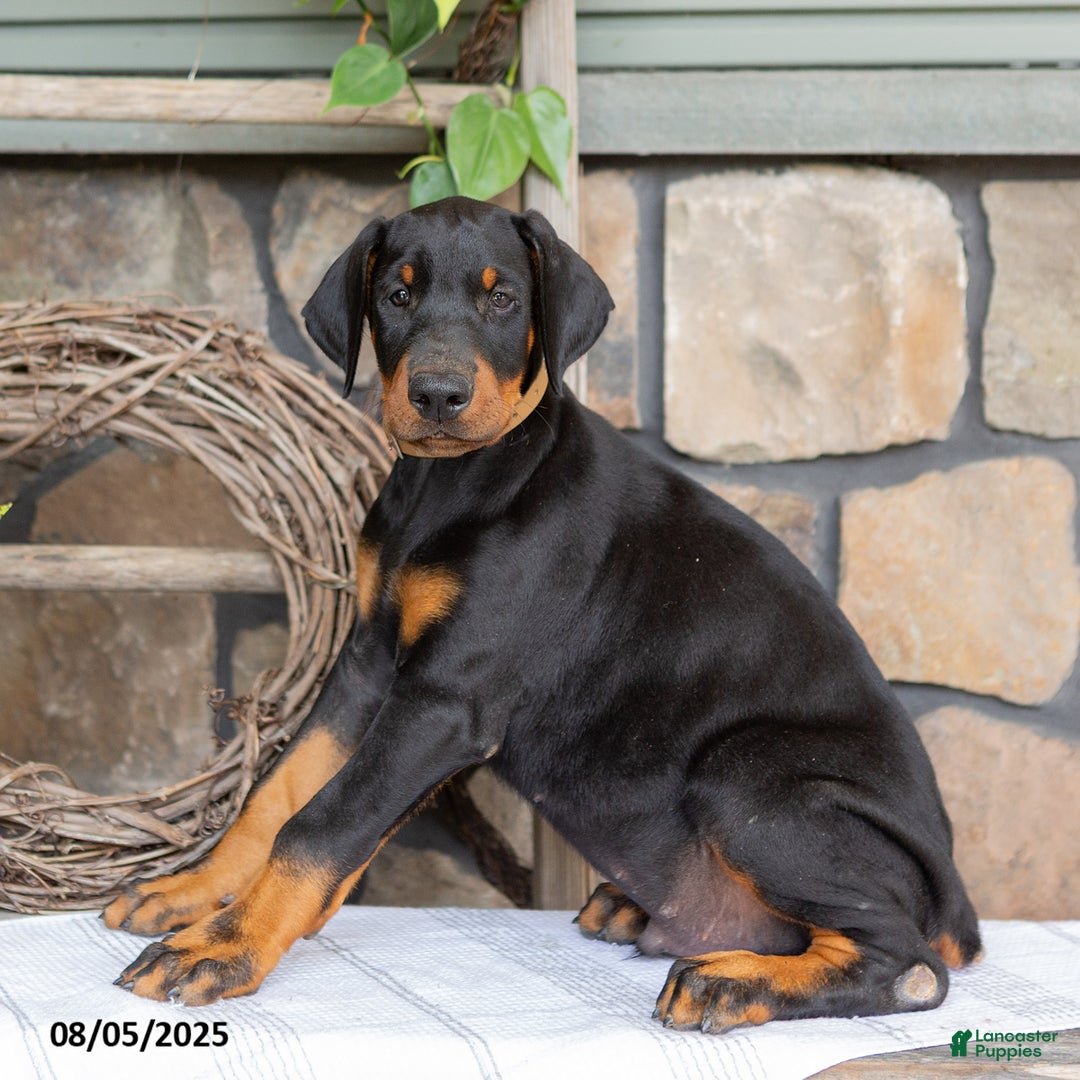Doberman Pinscher dogs for sale: Ranger - Image 2