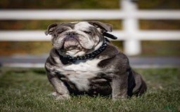 English Bulldog dogs for sale: Theo - Image 5