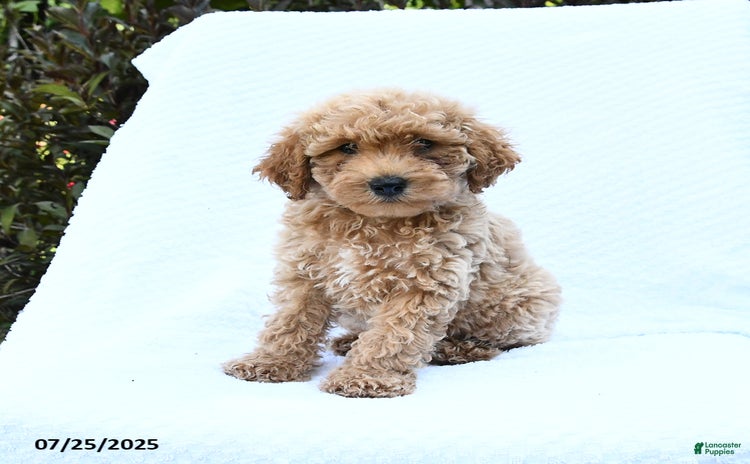 Cockapoo dogs for sale - Ad 2