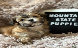 Malshi dogs for sale: Teacup Imperial Olivia - Image 1