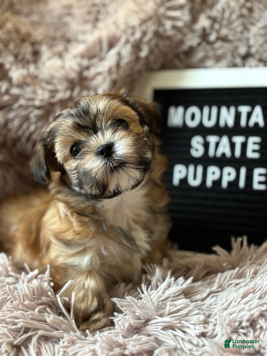 Malshi dogs for sale: Teacup Imperial Olivia - Image 1