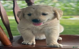Golden Retriever dogs for sale: Joyful Jewel - Image 4