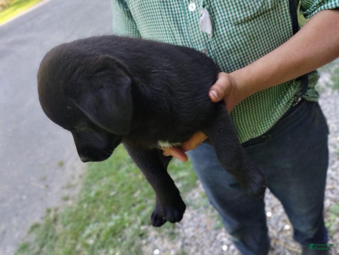 Norwegian Elkhound dogs for sale: Trissy - Image 5