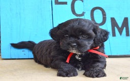 Shihpoo dogs for sale: Sammy - Image 5