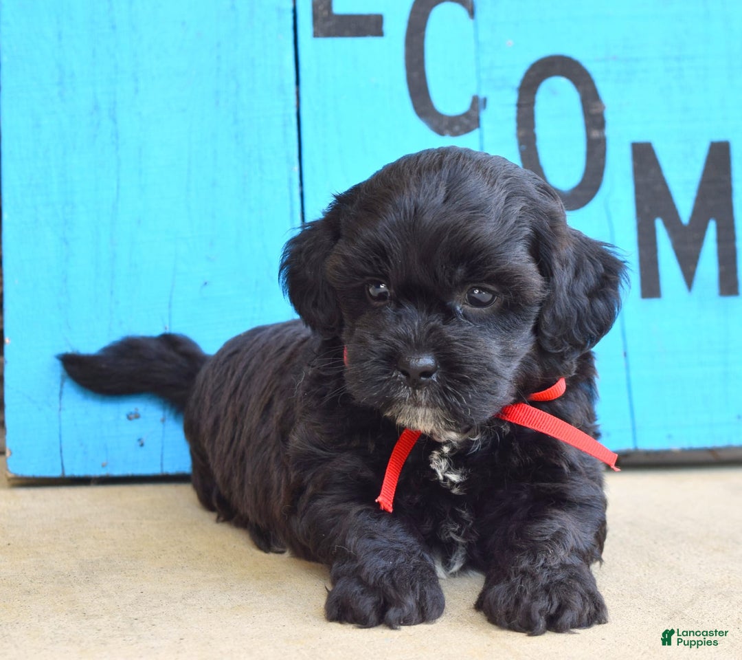 Shihpoo dogs for sale: Sammy - Image 5