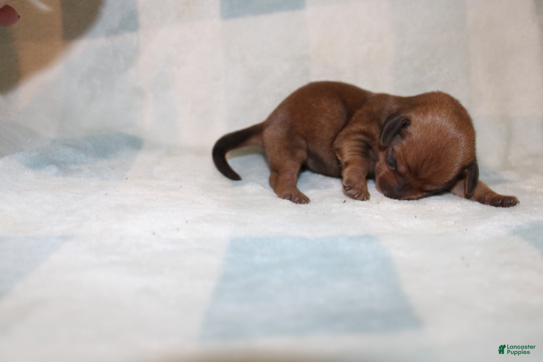 Miniature Dachshund dogs for sale: Miah Mini - Image 10