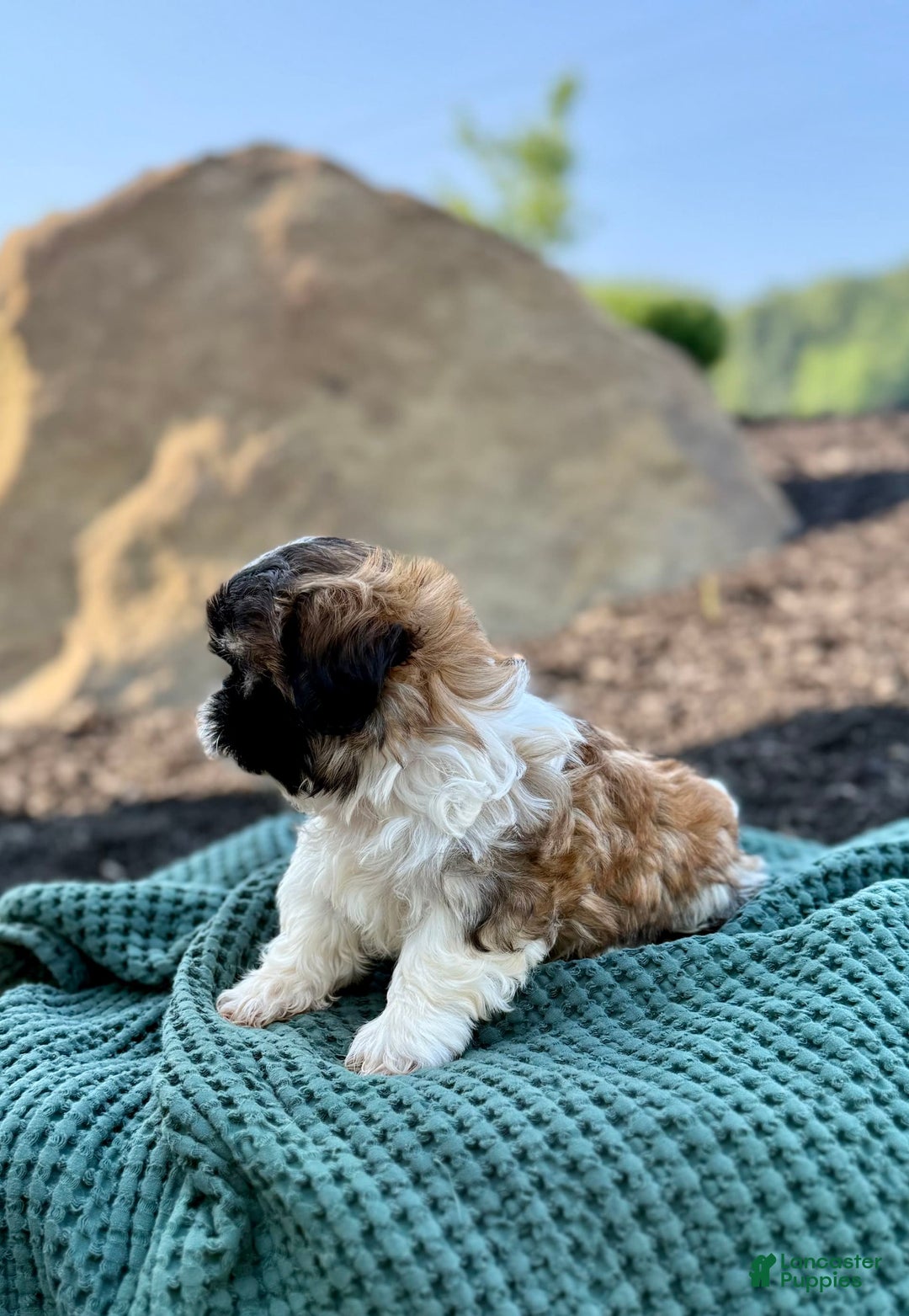 Shih Tzu dogs for sale: Archer - Image 6