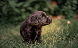Goldador dogs for sale: Yellow - Image 3