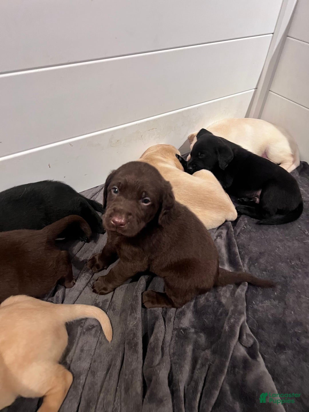 Labrador Retriever dogs for sale: Bear - Image 5