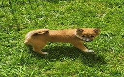 Shiba Inu dogs for sale: Shiba Puppy - Image 7