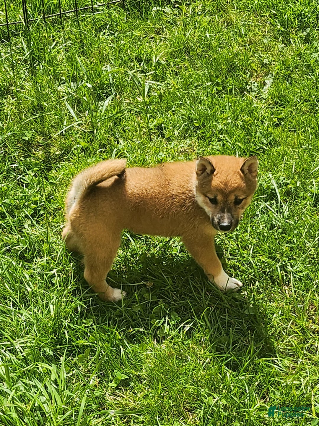 Shiba Inu dogs for sale: Shiba Puppy - Image 7