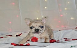 French Bulldog dogs for sale: Daphne - Image 9