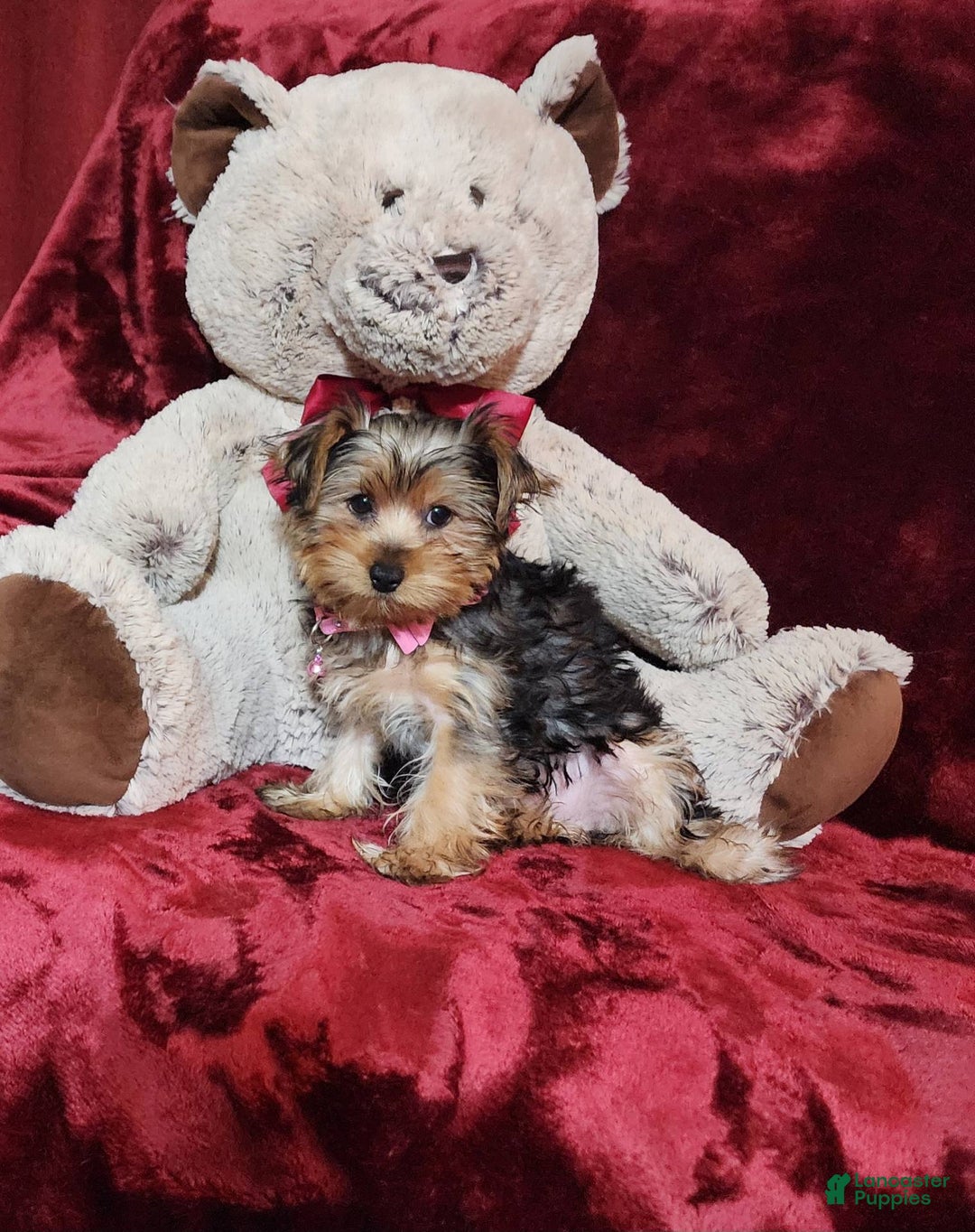 Yorkshire Terrier dogs for sale: BONBON - Image 5