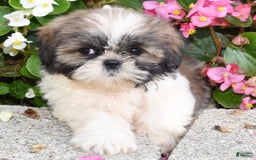Shih Tzu dogs for sale: Daisy - Image 8