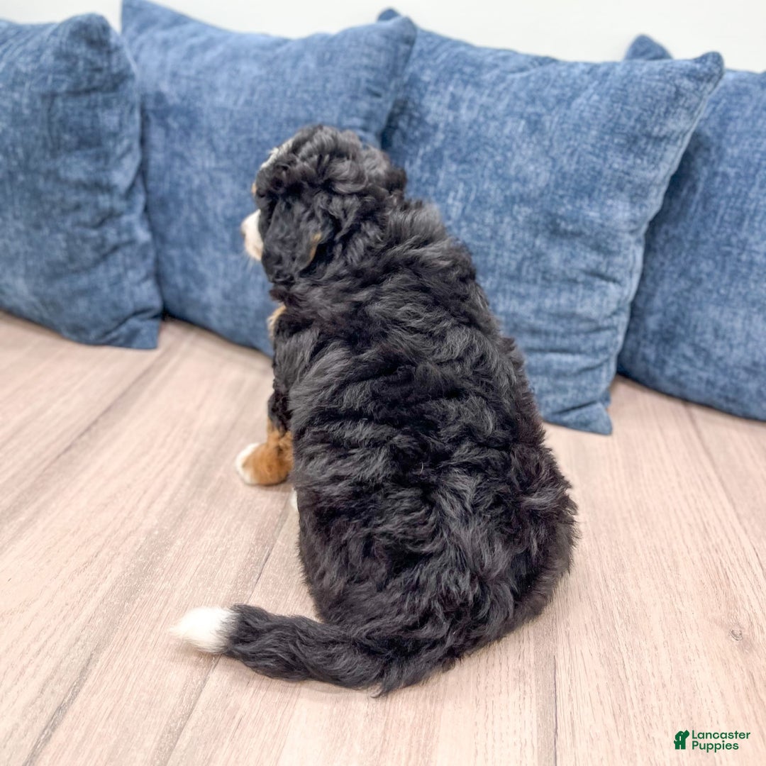 Mini Bernedoodle dogs for sale: Grace - Image 6