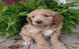 Goldendoodle dogs for sale: Lolly - Image 15