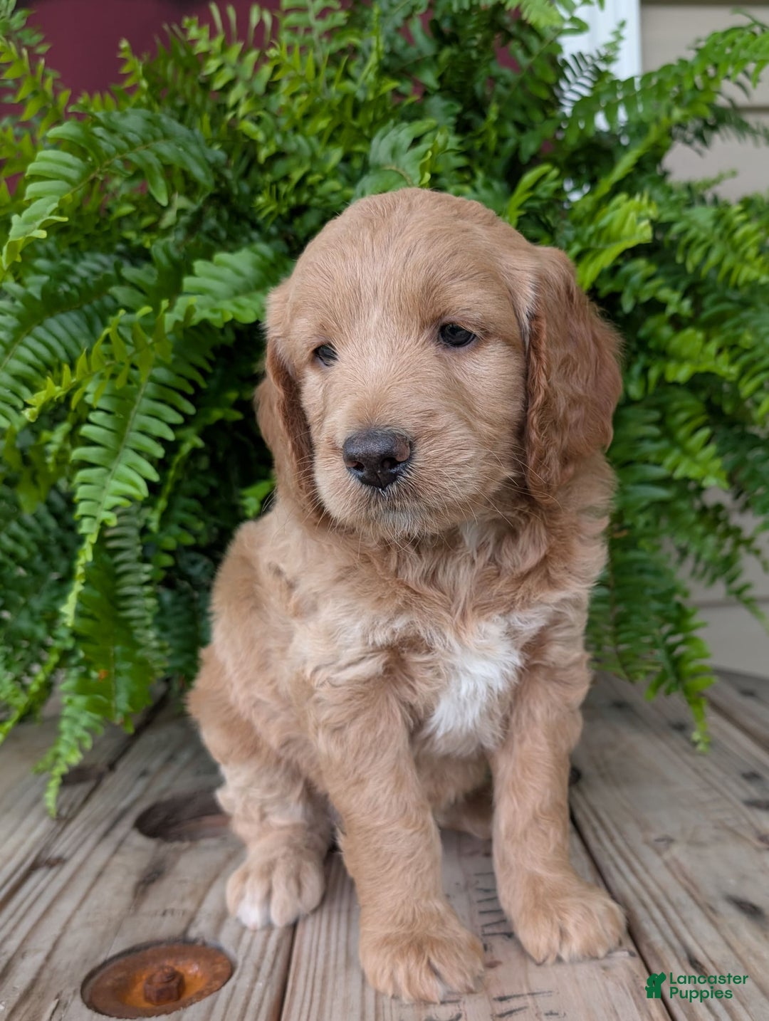Goldendoodle dogs for sale: Lolly - Image 15