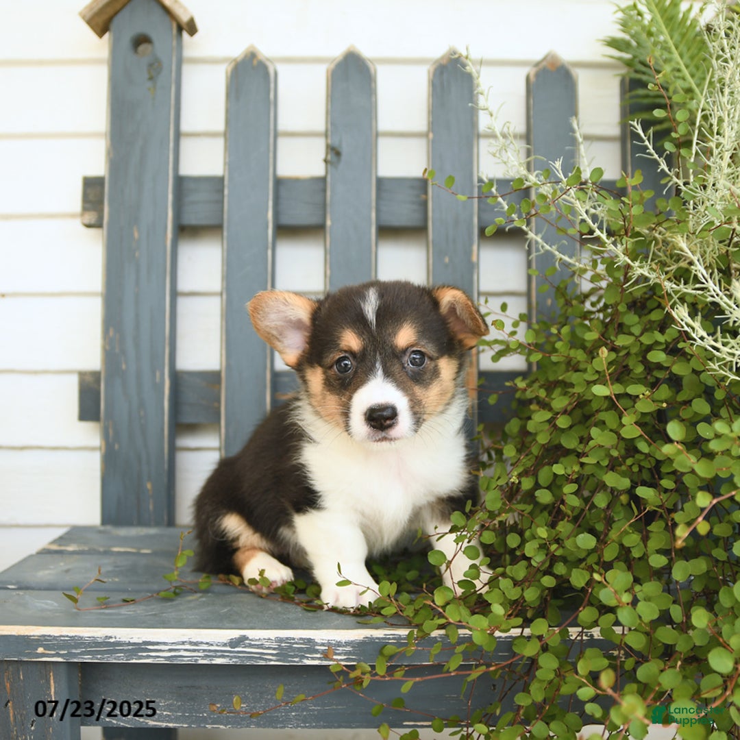Welsh Corgi Pembroke dogs for sale: Jade - Image 5