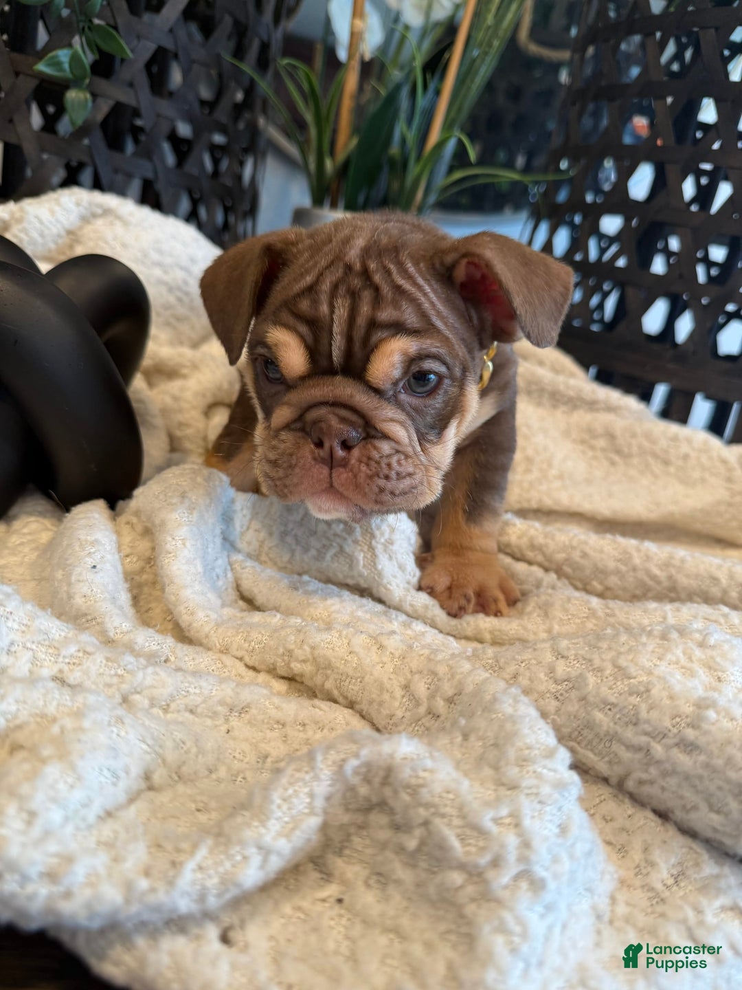 English Bulldog dogs for sale: Peaches - Image 4