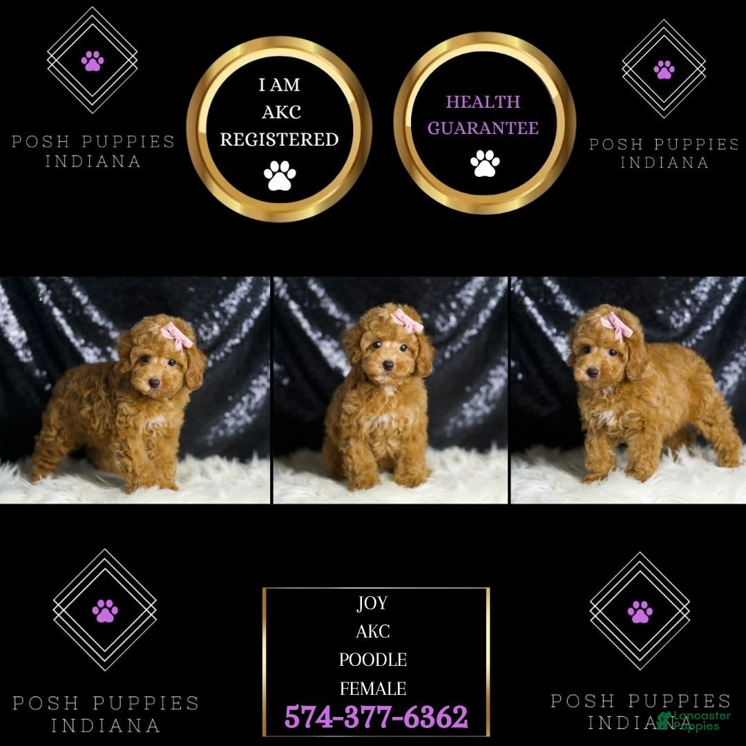 Toy Poodle dogs for sale: Patience - Image 2