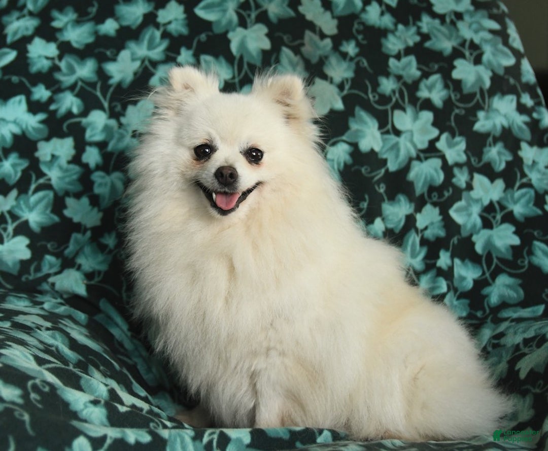 Pomeranian dogs for sale: Gloria - Image 3