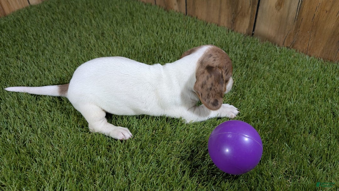 Dachshund dogs for sale: Tiny Girl 2 - Image 4