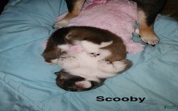 Shiba Inu dogs for sale: Scooby - Image 3