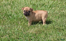 French Bulldog dogs for sale: Sheila - Image 25