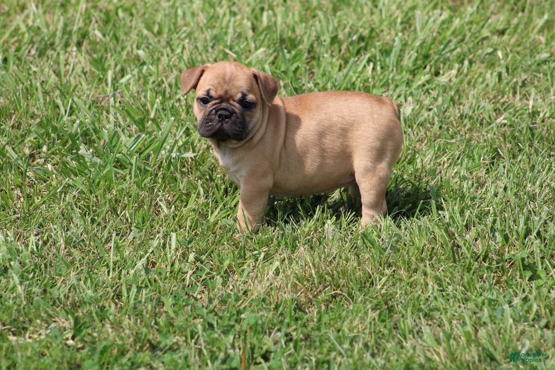 French Bulldog dogs for sale: Sheila - Image 25