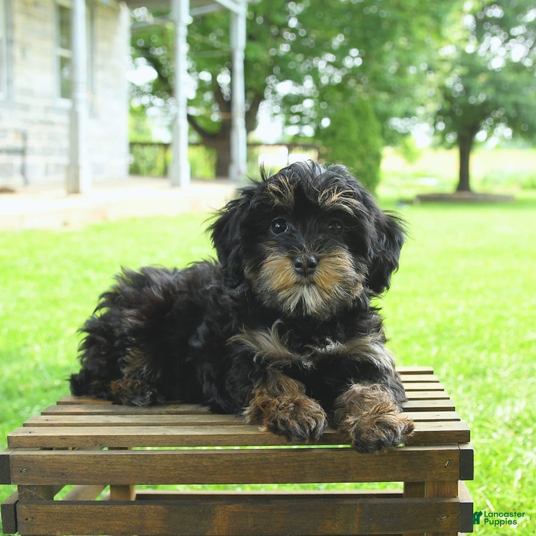 Havapoo dogs for sale: House Raised Sparkles - Image 14