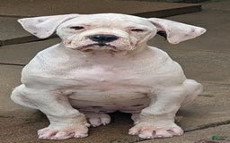 American Bulldog dogs for sale: Briar Rose - Image 2