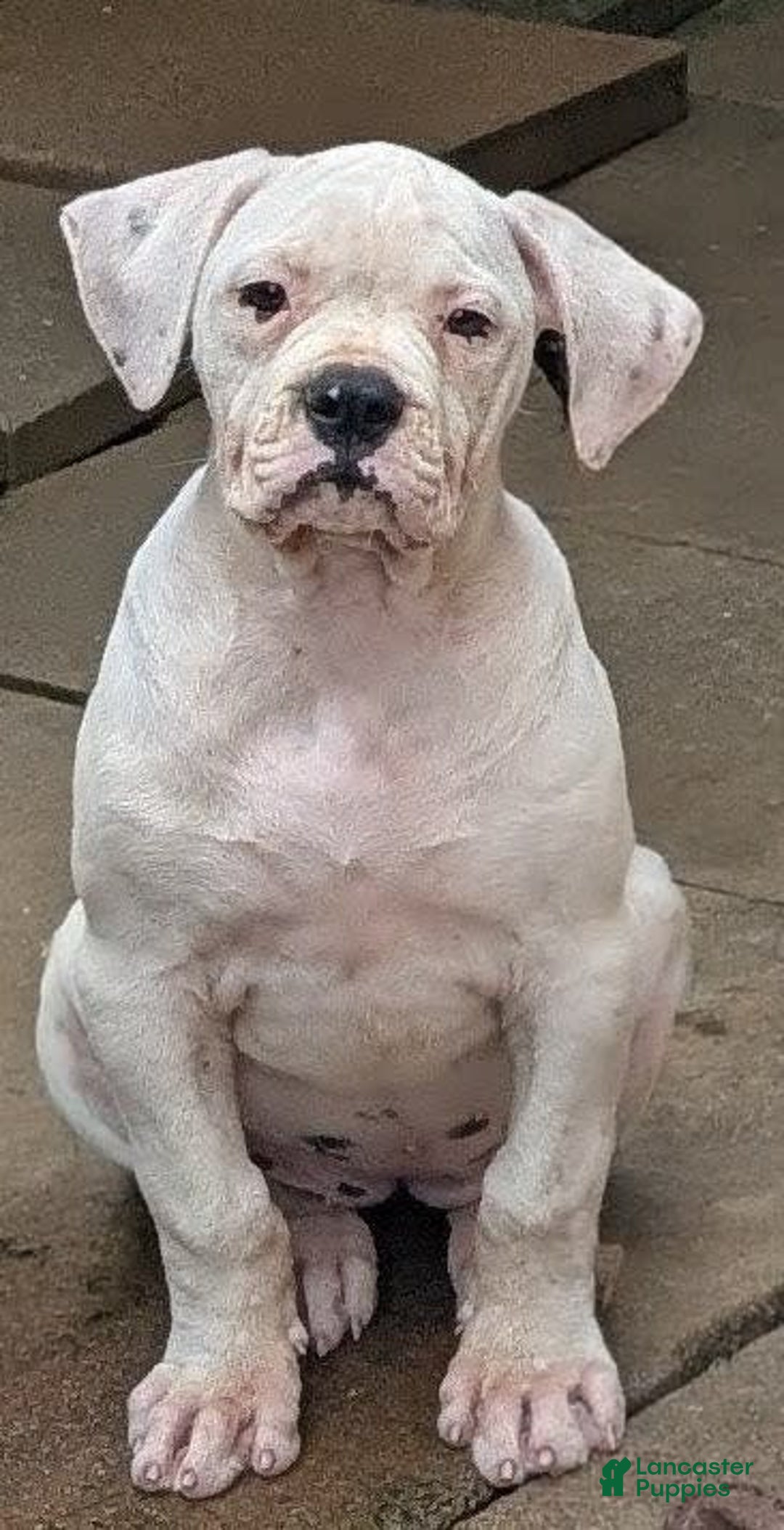 American Bulldog dogs for sale: Briar Rose - Image 2