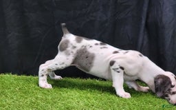 Catahoula Leopard Dog dogs for sale: Diamond 2025 F3 - Image 5