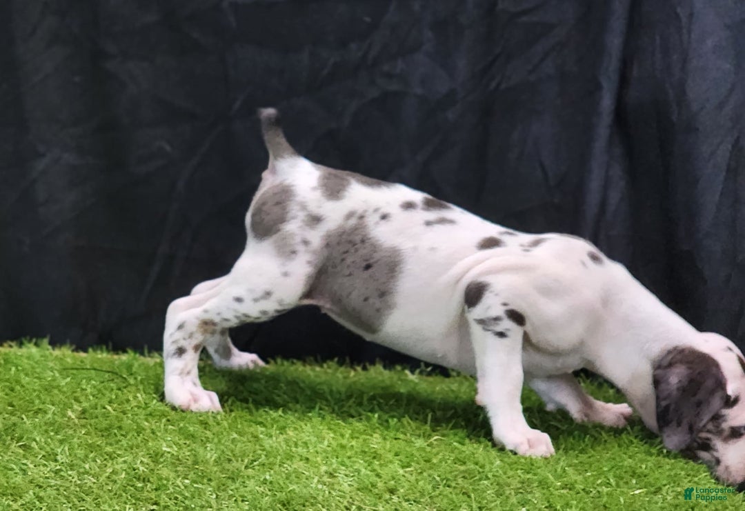Catahoula Leopard Dog dogs for sale: Diamond 2025 F3 - Image 5