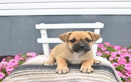 Pug dogs for sale: Poppy - Image 2