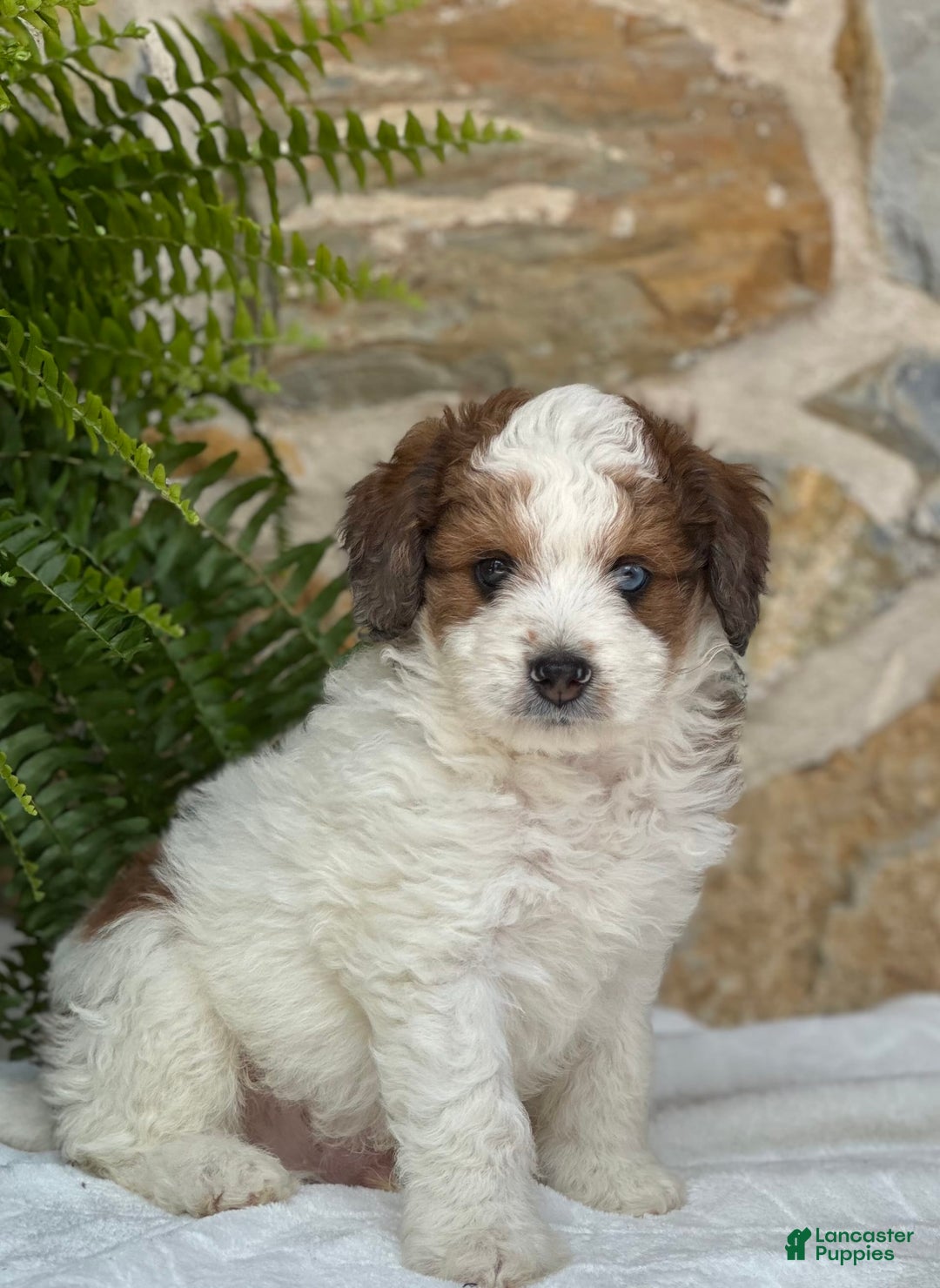 Mini Aussiedoodle dogs for sale: Romeo - Image 3