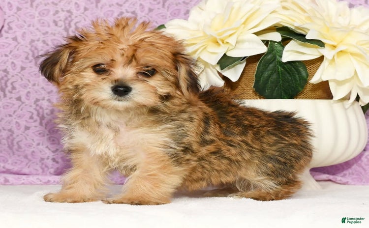 Yochon dogs for sale - Ad 2