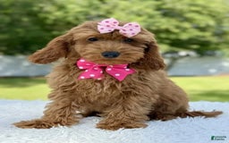 Mini Goldendoodle dogs for sale: Teresa - Image 1