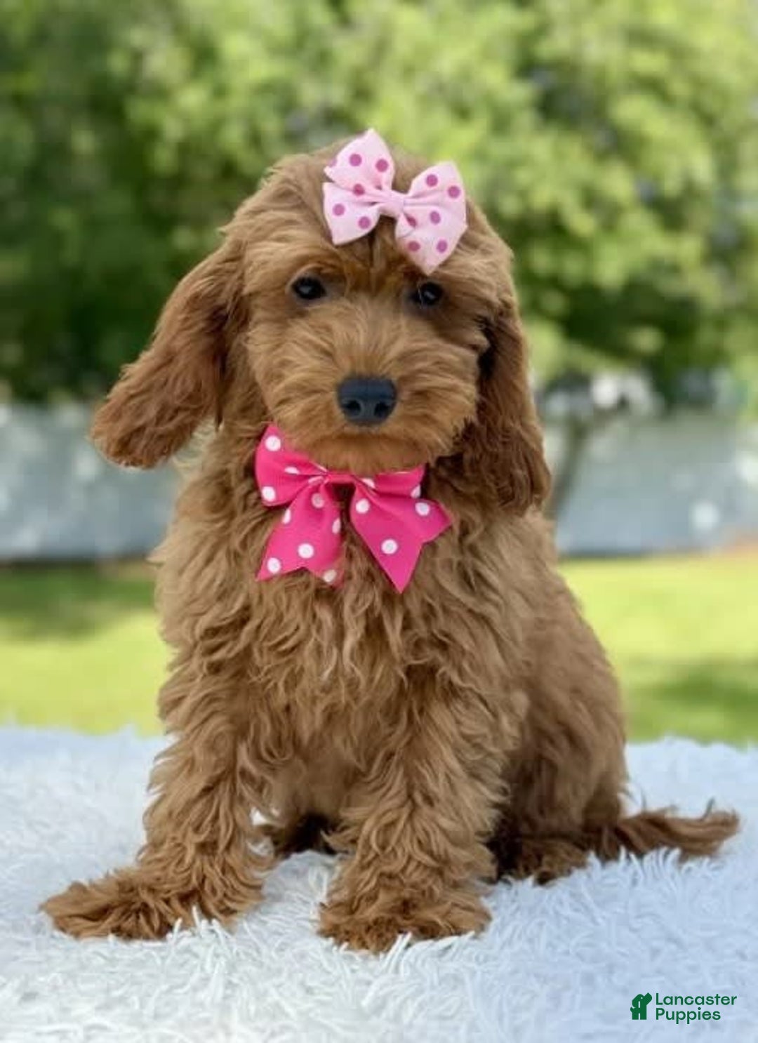 Mini Goldendoodle dogs for sale: Teresa - Image 1