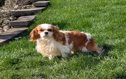 Cavapoo dogs for sale: Abby - Image 7