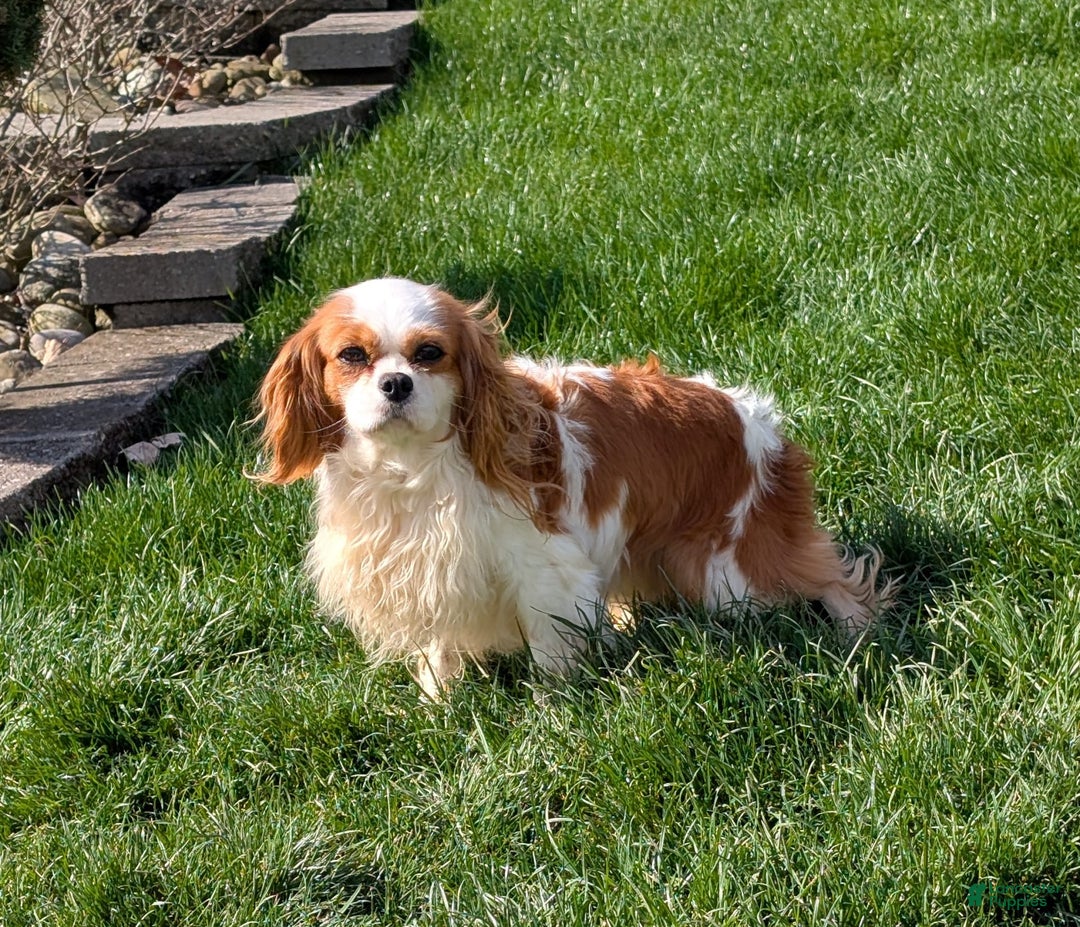 Cavapoo dogs for sale: Abby - Image 7